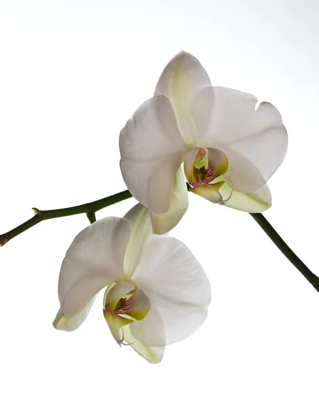Bílé květy orchidejí Royalty Free Stock Fotografie