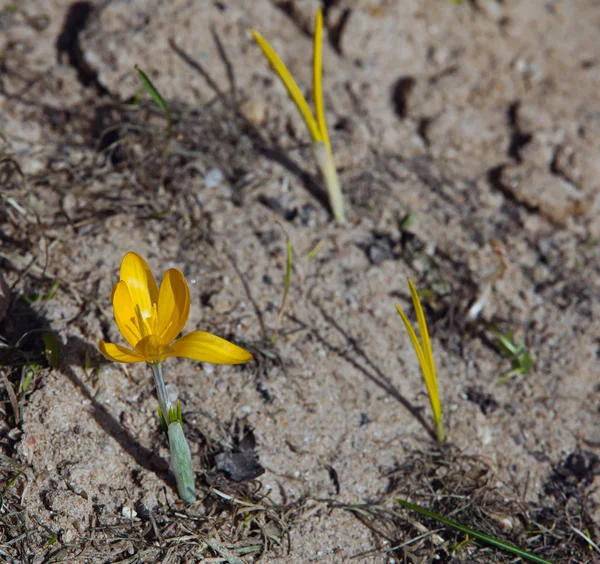 Les pousses de crocus au printemps — Photo