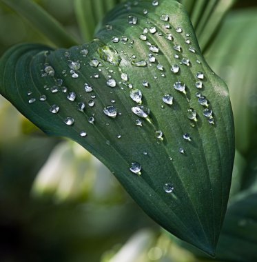 Su damlaları yeşil yapraklara düşer