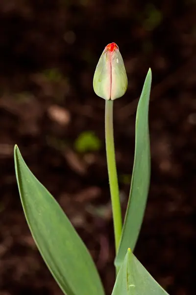 Red tulip flower — Stockfoto