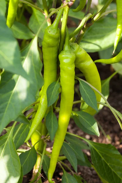 Green pepper in outside garden — Stock Photo, Image