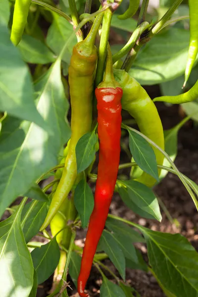 Green pepper in outside garden — Stock Photo, Image