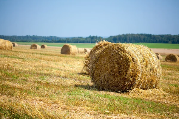 Sklizené pole se slámovými balíky v létě Stock Snímky