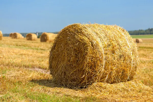 Harvested field with straw bales in summer Stock Photo