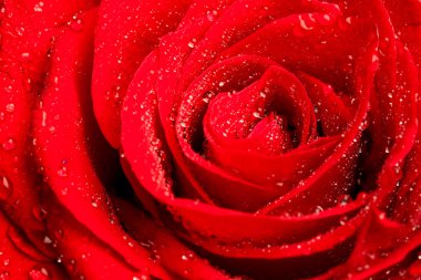 Güzel kırmızı gül.