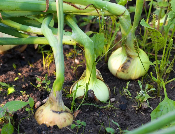 Zelená cibule na poli — Stock fotografie