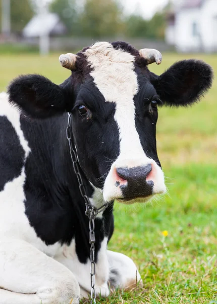 Cow on farmland with fresh green grass — Stock Photo, Image