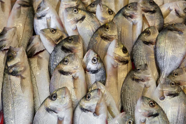 Fresh fish at fish market — Stock Photo, Image