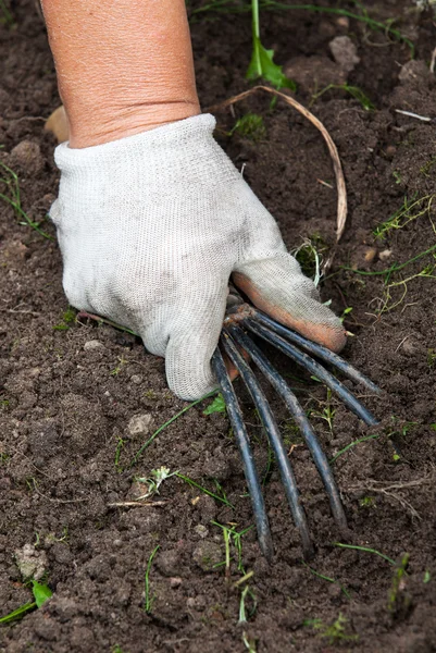 La main tenant l'outil de jardinage — Photo