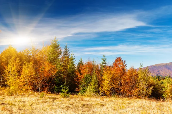 Herfst — Stockfoto