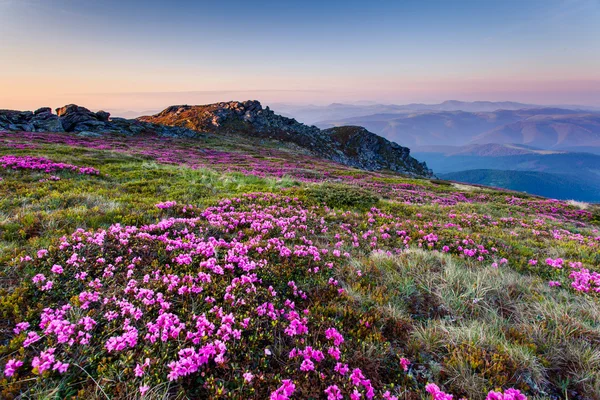 Primavera — Foto de Stock