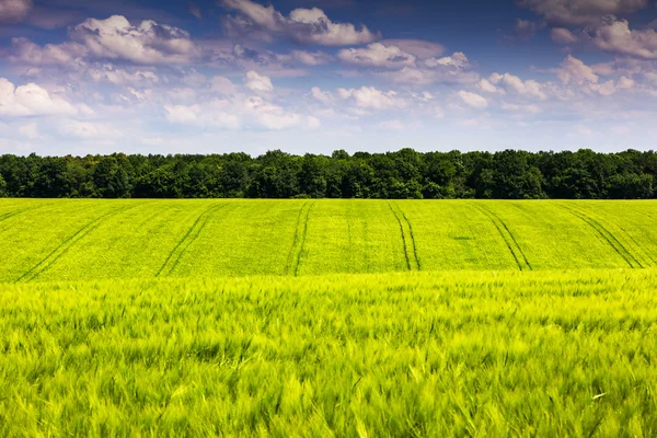 Veld — Stockfoto