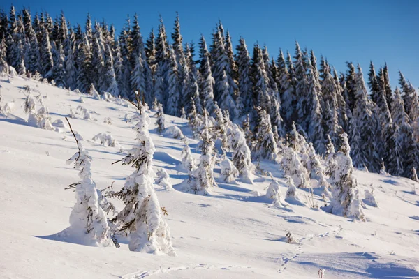 Vinter — Stockfoto