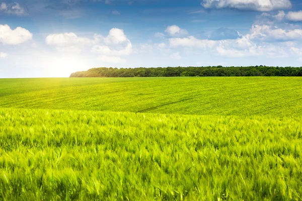 Campo — Fotografia de Stock