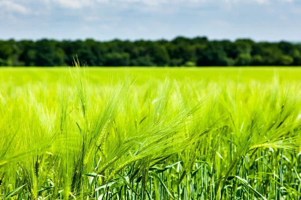 Campo — Fotografia de Stock