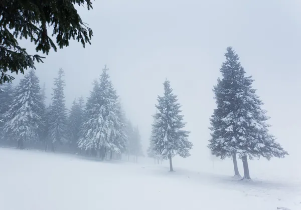 Invierno — Foto de Stock