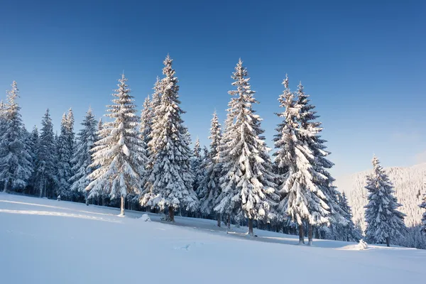 Talvi — kuvapankkivalokuva