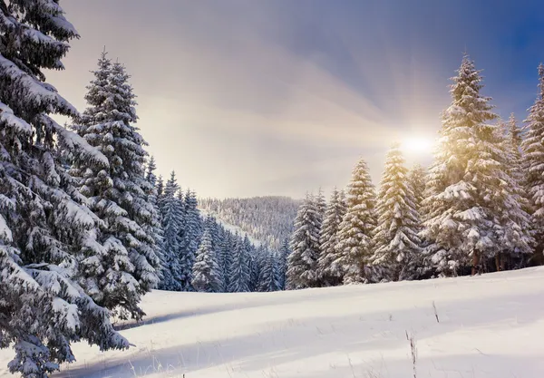 Invierno — Foto de Stock