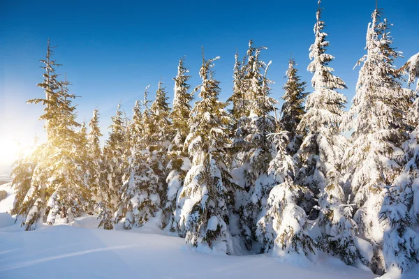 Invierno — Foto de Stock