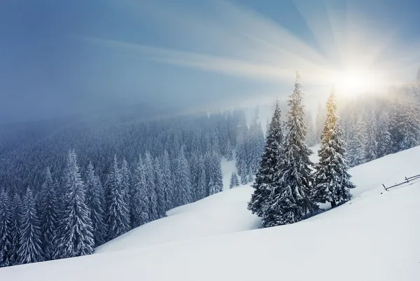 Vinter — Stockfoto