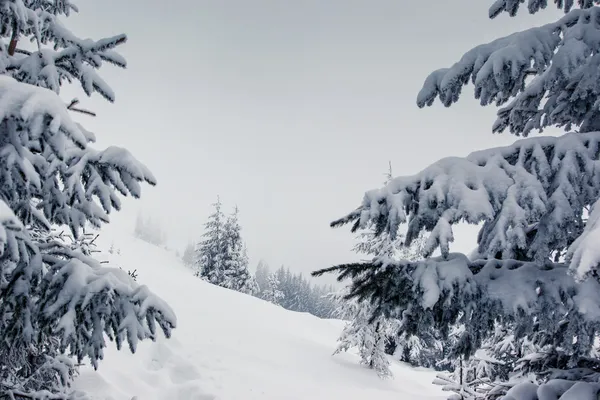 Vinter — Stockfoto