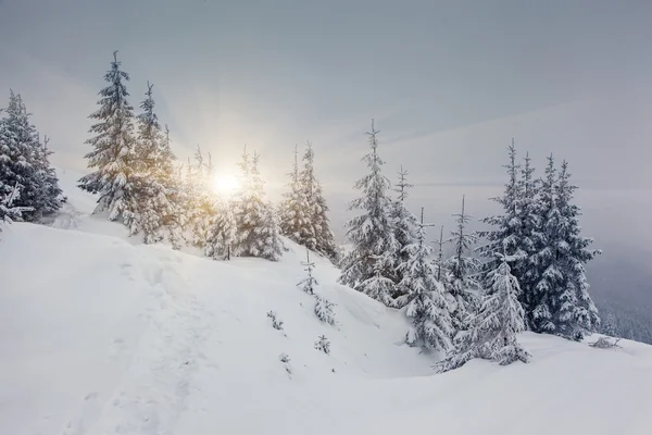 Vinter — Stockfoto