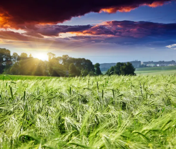 Campo — Foto Stock