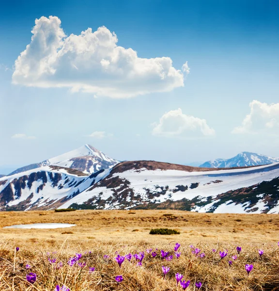 Berglandschaft — Stockfoto