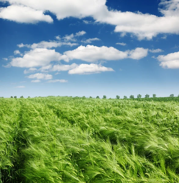 Wheat field — Stock Photo, Image