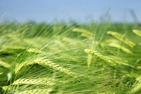 Wheat — Stock Photo, Image