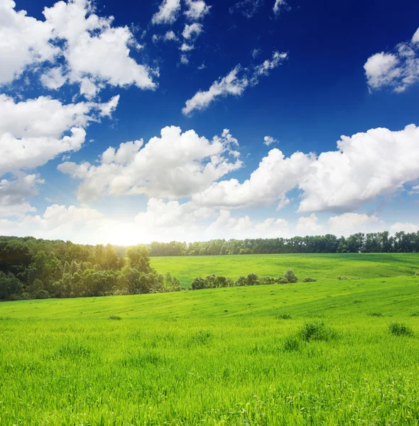 Tarweveld — Stockfoto