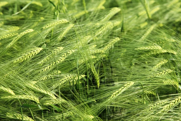 Wheat — Stock Photo, Image