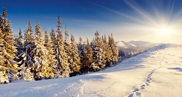 Invierno — Foto de Stock