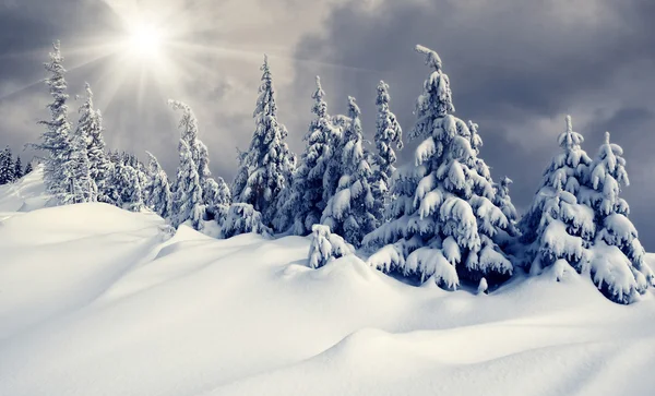 Winter — Stockfoto