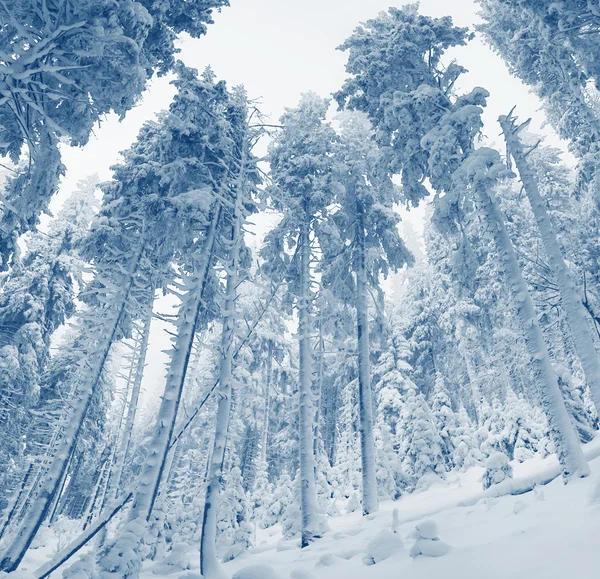 Invierno — Foto de Stock