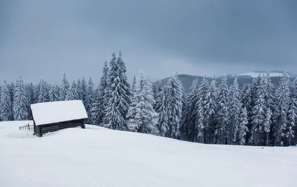 Winter — Stockfoto