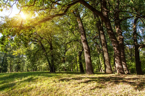 Skog — Stockfoto