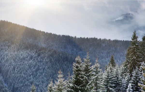 Invierno — Foto de Stock