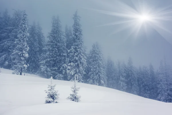 Vinter — Stockfoto