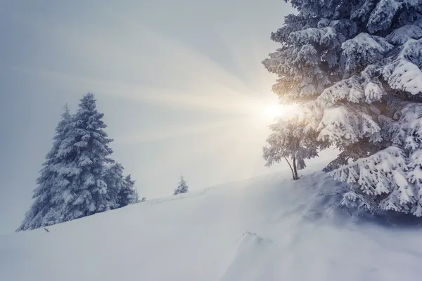 Invierno — Foto de Stock