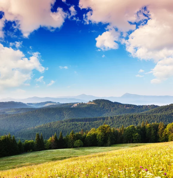 Sommar — Stockfoto