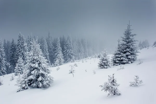 Winter — Stockfoto