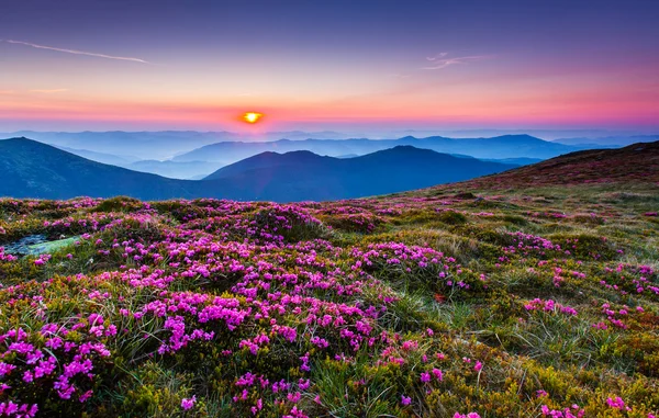 Flower — Stock Photo, Image