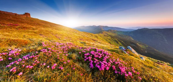 Frühling — Stockfoto