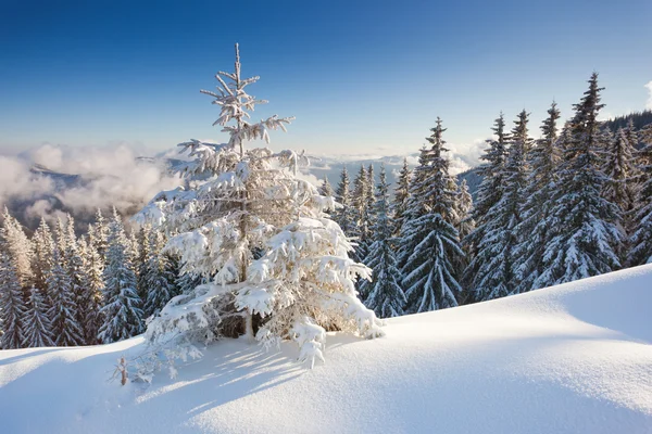 Invierno — Foto de Stock