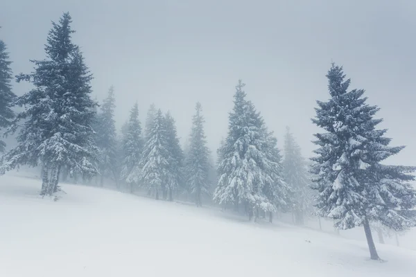 Invierno — Foto de Stock