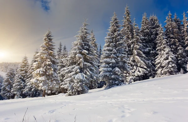 Vinter — Stockfoto