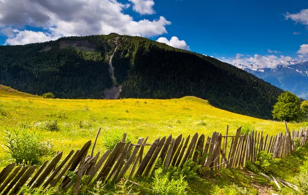 Çayır — Stok fotoğraf