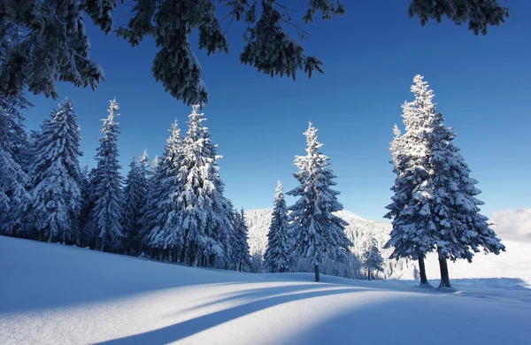 Vinter — Stockfoto