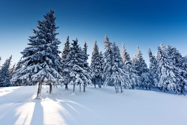 Winter — Stock Photo, Image